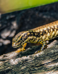 Close-up of lizard on wood