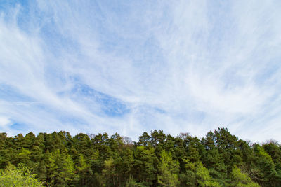 Low angle view of trees against sky