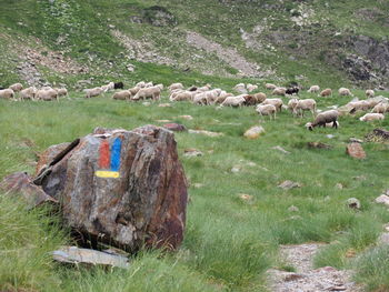 Sheep grazing on field