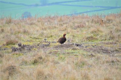 Bird perching on a field