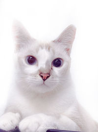 Close-up portrait of a cat against white background