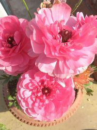 Close-up of pink flowers blooming outdoors