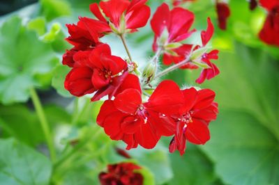 Close-up of red flowers growing on plant