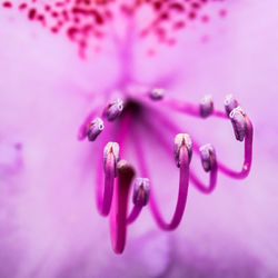 Close-up of pink flowers