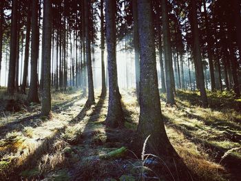 Trees in forest