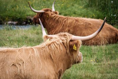 Highland cattle scotland 