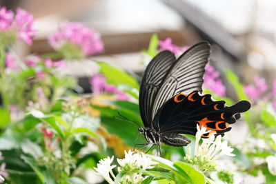 Close-up of butterfly pollinating on flower