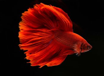 Close-up of orange fish swimming in sea