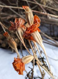 Frozen orange marigolds against the snow background