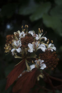 Close-up of white flowers