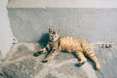 Portrait of cat lying on wall