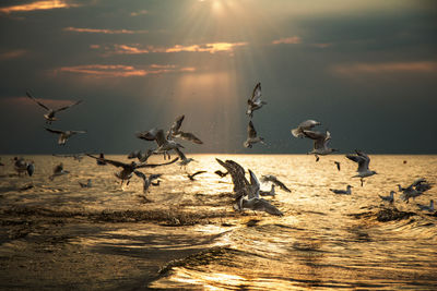 Seagulls flying over beach against sky during sunset