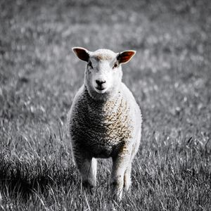 Portrait of sheep standing on field