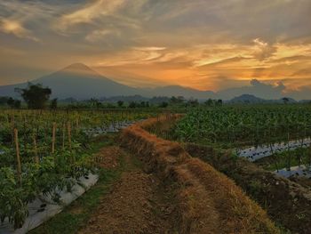 Scenic view of field against sky during sunset