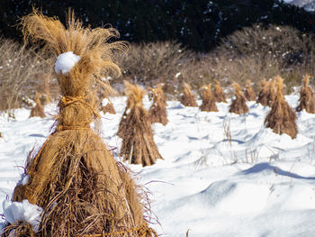 Frozen trees on snow covered field