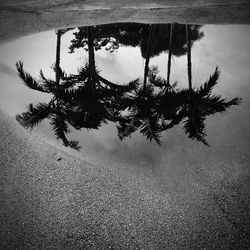 Reflection of trees in puddle