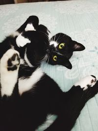 Portrait of black cat lying on floor at home