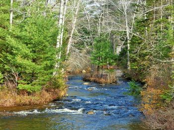 River in forest