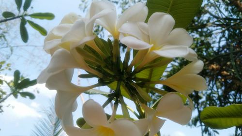 Low angle view of white flowers blooming on tree