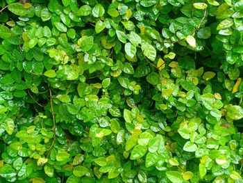 Full frame shot of wet leaves