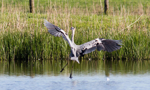 Bird flying over lake