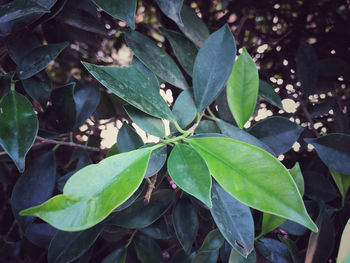 High angle view of plant growing on field