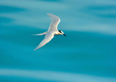 Seagull flying against sky