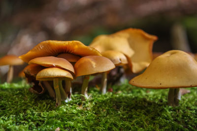 Close-up of mushrooms growing on field