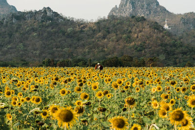 Sunflowers on field