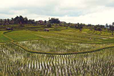 Panoramic view of a paddy field