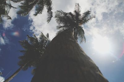 Low angle view of palm tree against sky