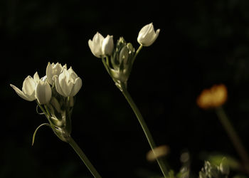 Close-up of white rose flower against black background