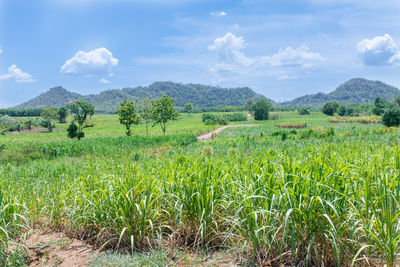 Scenic view of agricultural field against sky