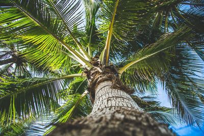 Low angle view of palm tree against sky