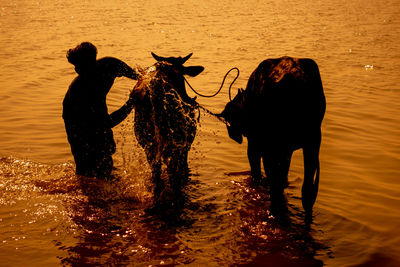 Silhouette men standing in lake during sunset