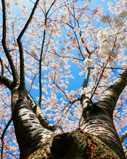 Low angle view of flower tree against sky