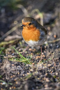 Close-up of bird perching on a field