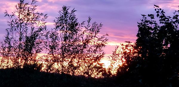 Silhouette trees on field against sky during sunset