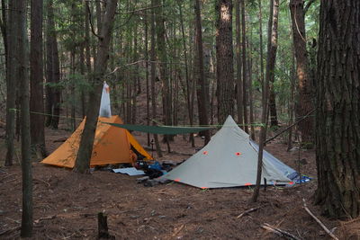 Tent on field by trees in forest