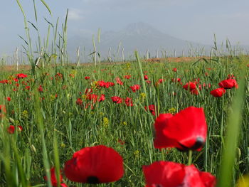 Red poppies blooming on field against sky