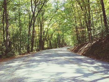 Empty road in forest