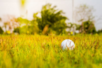 Close-up of ball on field against trees