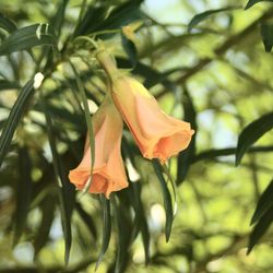 Close-up of red flowering plant