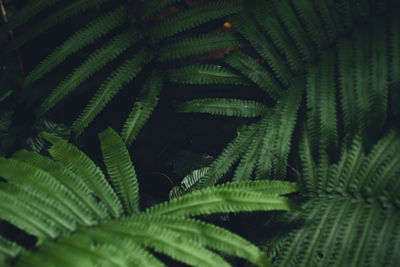 High angle view of fern leaves