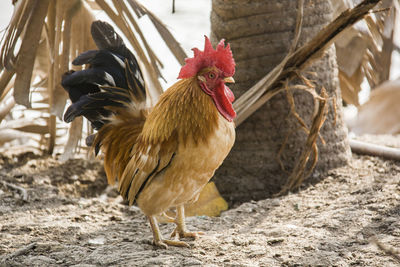 Rooster on land