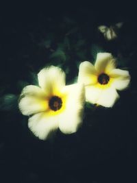 Close-up of daisy flower