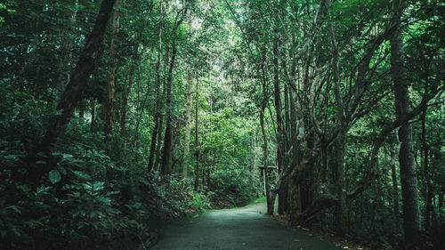 Road amidst trees in forest