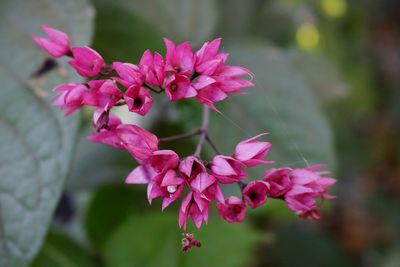 Close-up of pink flowers blooming outdoors