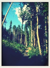 Road passing through forest