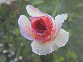 Close-up of rose with dew drops